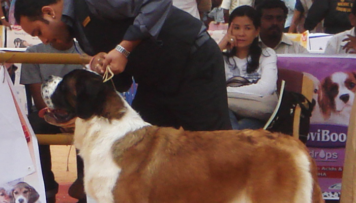 Image Caption